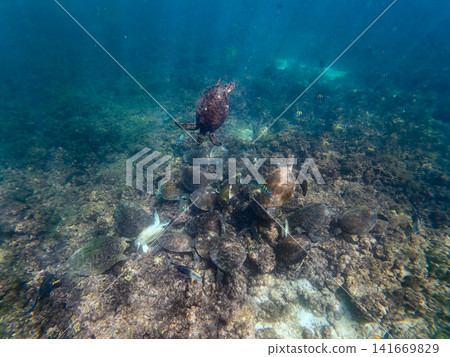 Tropical Reef Scene With Swimming Sea Turtle Tropical Reef Scene With Swimming Sea Turtle 141669829