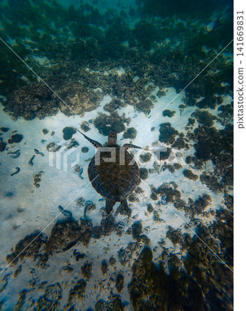 Clear Tropical Water With Marine Turtle Clear Tropical Water With Marine Turtle 141669831