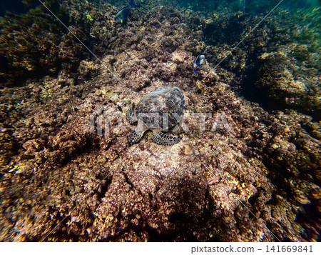Rocky Coral Reef With Clear Tropical Water Rocky Coral Reef With Clear Tropical Water 141669841
