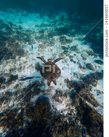 Underwater View of Turtle in Blue Ocean Underwater View of Turtle in Blue Ocean 141669857