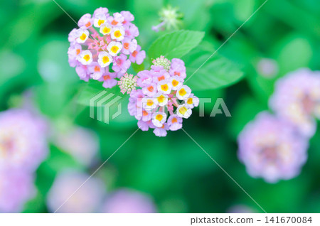Lantana camara L, Cloth of gold or Hedge flower or Lantana or Weeping lantana or White sage or VERBENACEAE or purple flower Lantana camara L, Cloth of gold or Hedge flower or Lantana or Weeping lantana or White sage or VERBENACEAE or purple flower 141670084
