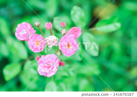 Changeable Rose, Changeable rose mallow or Cotton rose hibiscus or Dixie rosemallow or Hibiscus mutabilis L or Rose of Sharon or pink flower Changeable Rose, Changeable rose mallow or Cotton rose hibiscus or Dixie rosemallow or Hibiscus mutabilis L or Rose of Sharon or pink flower 141670167
