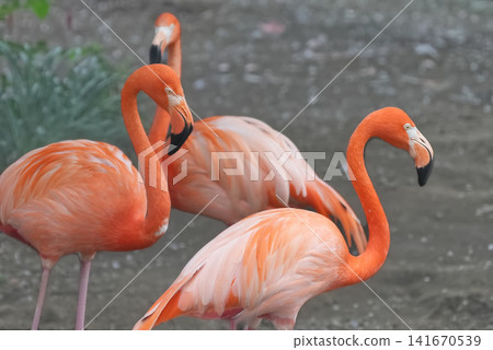 Flamingo Flamingo 141670539