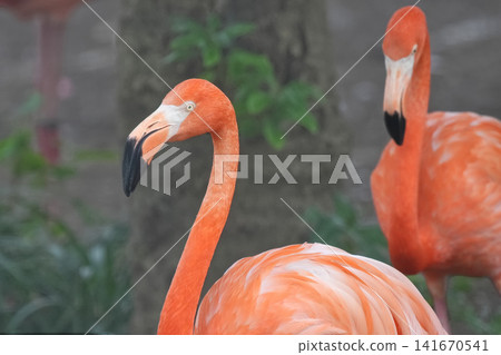 Flamingo Flamingo 141670541