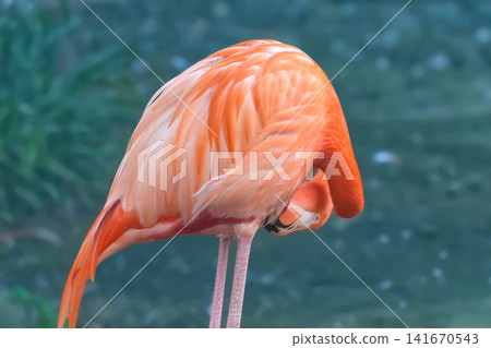 Flamingo Flamingo 141670543