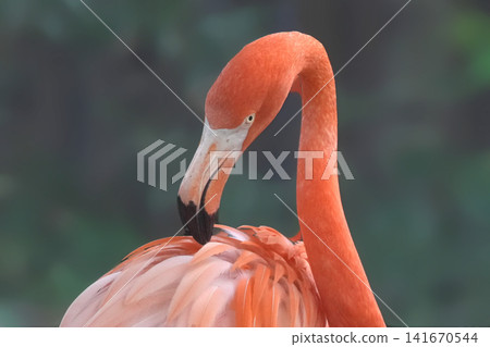 Flamingo Flamingo 141670544