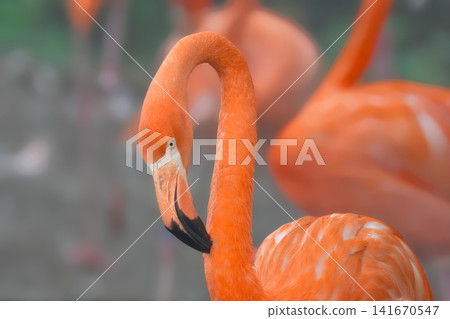 Flamingo Flamingo 141670547