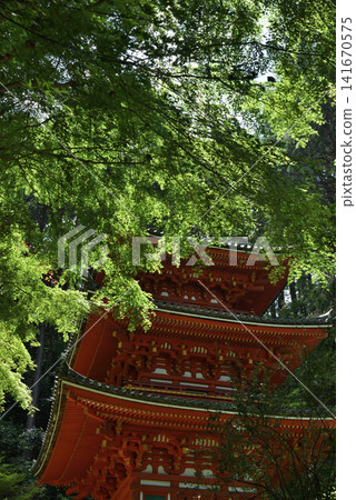Iwashiro-ji Temple: A three-story pagoda covered in green maple leaves (Kizugawa City, Kyoto Prefecture) Iwashiro-ji Temple: A three-story pagoda covered in green maple leaves (Kizugawa City, Kyoto Prefecture) 141670575