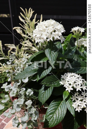 White Pentas in a mixed planting White Pentas in a mixed planting 141670588