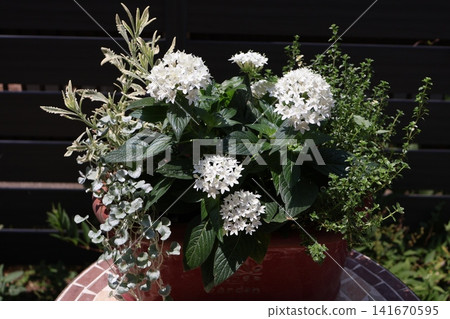 混合種植中的白五星花 混合種植中的白五星花 141670595