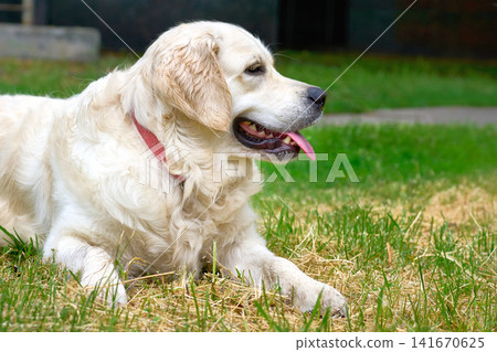 Calmness.Golden retriever is resting on green grass Calmness.Golden retriever is resting on green grass 141670625