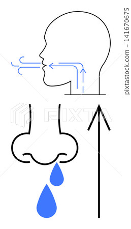 Medical education, respiratory health, nasal anatomy, sinus issues, airflow dynamics, disease prevention. Diagram of airflow through nasal passage with drops signifying congestion. Respiratory health Medical education, respiratory health, nasal anatomy, sinus issues, airflow dynamics, disease prevention. Diagram of airflow through nasal passage with drops signifying congestion. Respiratory health 141670675