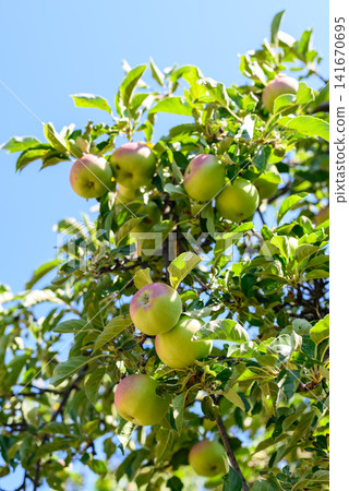 Ripe apples growing on tree against blue sky Ripe apples growing on tree against blue sky 141670695