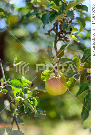 Ripe apple hanging on tree branch in sunlight Ripe apple hanging on tree branch in sunlight 141670700