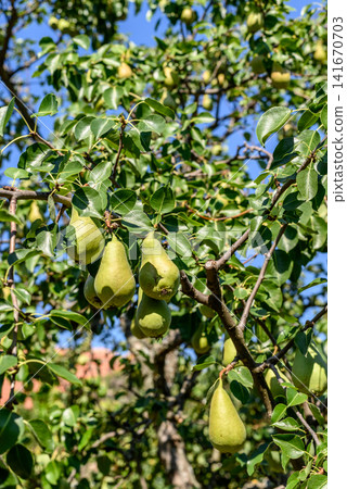 Green pears hanging on a tree branch Green pears hanging on a tree branch 141670703