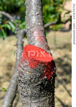 Close-up of pruned tree branch with red seal 141670742