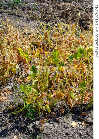 Dry wilted plants in a drought field 141670743