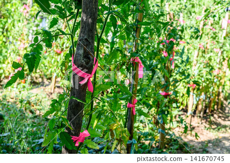 Tomato plants tied to stakes in a sunny garden Tomato plants tied to stakes in a sunny garden 141670745