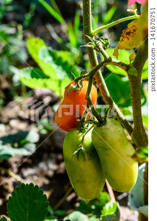 Ripening plum tomatoes on the vine in a sunny garden Ripening plum tomatoes on the vine in a sunny garden 141670751