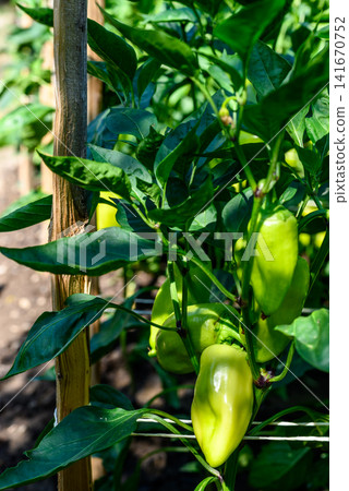 Green peppers growing on a garden plant Green peppers growing on a garden plant 141670752