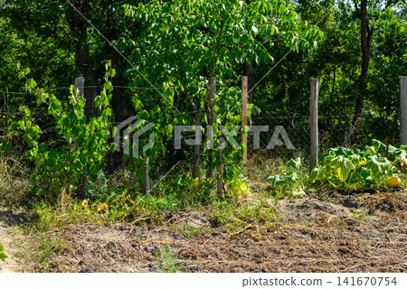Rural garden with fence and green vegetable plants 141670754