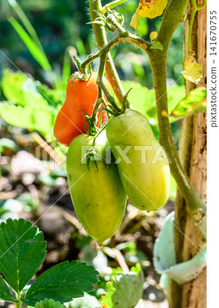 Ripening roma tomatoes on the vine in a sunny garden 141670755