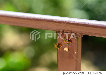 Wasps building nest on metal railing Wasps building nest on metal railing 141670763