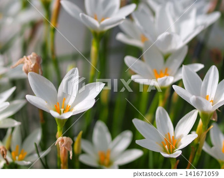 Ecological photographs of Zephyranthes flowers Ecological photographs of Zephyranthes flowers 141671059