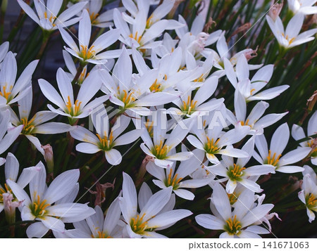 Ecological photographs of Zephyranthes flowers Ecological photographs of Zephyranthes flowers 141671063