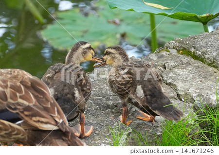 Pond duck Pond duck 141671246