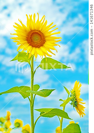 Flowers around the house, various in all seasons. Beautiful large sunflowers bloom against the blue sky in the flower garden on the farm. Flowers around the house, various in all seasons. Beautiful large sunflowers bloom against the blue sky in the flower garden on the farm. 141671346