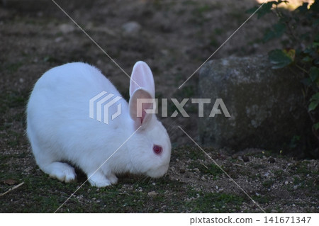 Hiroshima, Okunoshima, rabbit, rabbit island, rabbit island Hiroshima, Okunoshima, rabbit, rabbit island, rabbit island 141671347