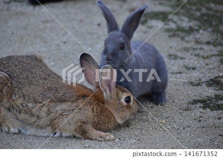 Hiroshima, Okunoshima, rabbit, rabbit island, rabbit island 141671352