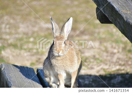 Hiroshima, Okunoshima, rabbit, rabbit island, rabbit island Hiroshima, Okunoshima, rabbit, rabbit island, rabbit island 141671354