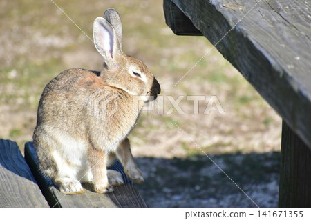 Hiroshima, Okunoshima, rabbit, rabbit island, rabbit island Hiroshima, Okunoshima, rabbit, rabbit island, rabbit island 141671355