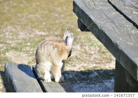 Hiroshima, Okunoshima, rabbit, rabbit island, rabbit island Hiroshima, Okunoshima, rabbit, rabbit island, rabbit island 141671357
