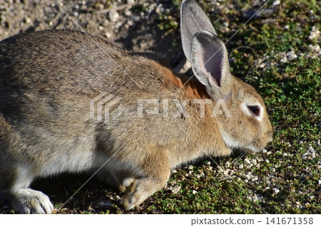 Hiroshima, Okunoshima, rabbit, rabbit island, rabbit island Hiroshima, Okunoshima, rabbit, rabbit island, rabbit island 141671358