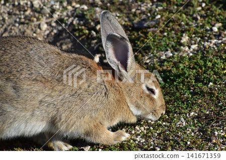 Hiroshima, Okunoshima, rabbit, rabbit island, rabbit island Hiroshima, Okunoshima, rabbit, rabbit island, rabbit island 141671359