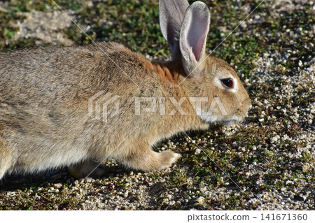 Hiroshima, Okunoshima, rabbit, rabbit island, rabbit island Hiroshima, Okunoshima, rabbit, rabbit island, rabbit island 141671360