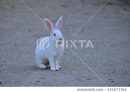 Hiroshima, Okunoshima, rabbit, rabbit island, rabbit island Hiroshima, Okunoshima, rabbit, rabbit island, rabbit island 141671362