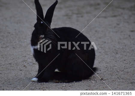 Hiroshima, Okunoshima, rabbit, rabbit island, rabbit island Hiroshima, Okunoshima, rabbit, rabbit island, rabbit island 141671365