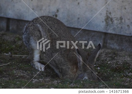 Hiroshima, Okunoshima, rabbit, rabbit island, rabbit island Hiroshima, Okunoshima, rabbit, rabbit island, rabbit island 141671366