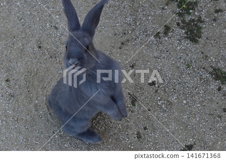 Hiroshima, Okunoshima, rabbit, rabbit island, rabbit island Hiroshima, Okunoshima, rabbit, rabbit island, rabbit island 141671368