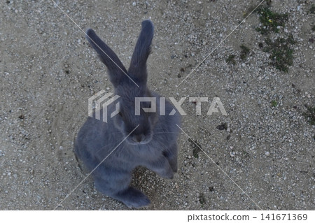 Hiroshima, Okunoshima, rabbit, rabbit island, rabbit island Hiroshima, Okunoshima, rabbit, rabbit island, rabbit island 141671369