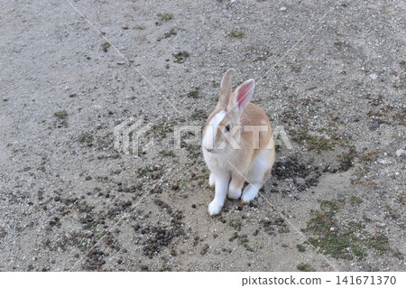 Hiroshima, Okunoshima, rabbit, rabbit island, rabbit island Hiroshima, Okunoshima, rabbit, rabbit island, rabbit island 141671370