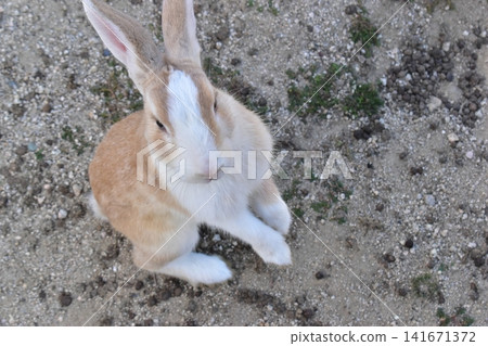 Hiroshima, Okunoshima, rabbit, rabbit island, rabbit island Hiroshima, Okunoshima, rabbit, rabbit island, rabbit island 141671372