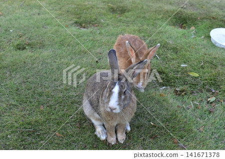 Hiroshima, Okunoshima, rabbit, rabbit island, rabbit island Hiroshima, Okunoshima, rabbit, rabbit island, rabbit island 141671378