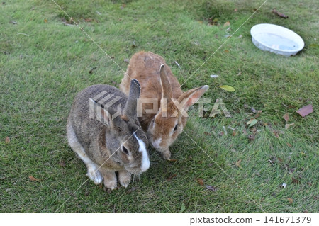 Hiroshima, Okunoshima, rabbit, rabbit island, rabbit island Hiroshima, Okunoshima, rabbit, rabbit island, rabbit island 141671379
