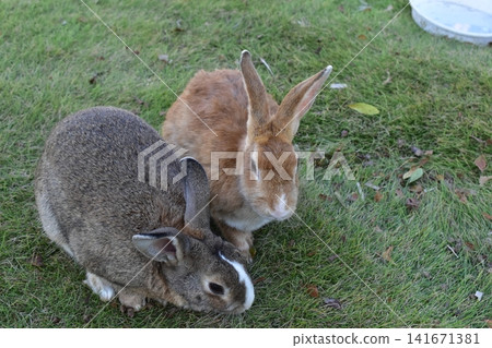 Hiroshima, Okunoshima, rabbit, rabbit island, rabbit island Hiroshima, Okunoshima, rabbit, rabbit island, rabbit island 141671381