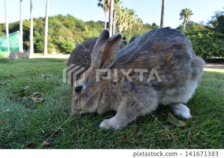 Hiroshima, Okunoshima, rabbit, rabbit island, rabbit island Hiroshima, Okunoshima, rabbit, rabbit island, rabbit island 141671383